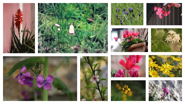 Многообразие цветов в природе