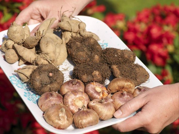 Луковицы георгинов и гладиолусов