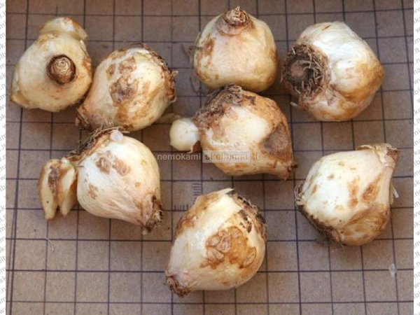 Мускари детки клубни