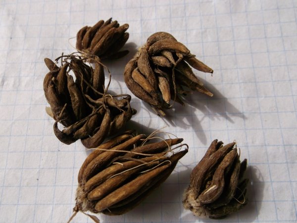 Лютик ранункулюс семена