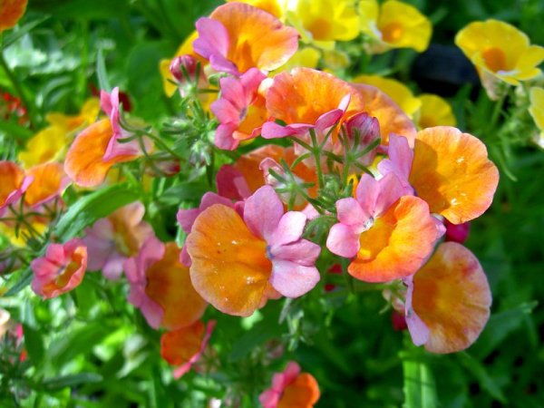 Немезия Анютины глазки