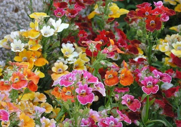 Немезия банана Свирл