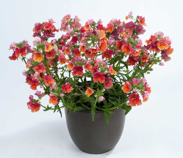 Немезия Тропикал