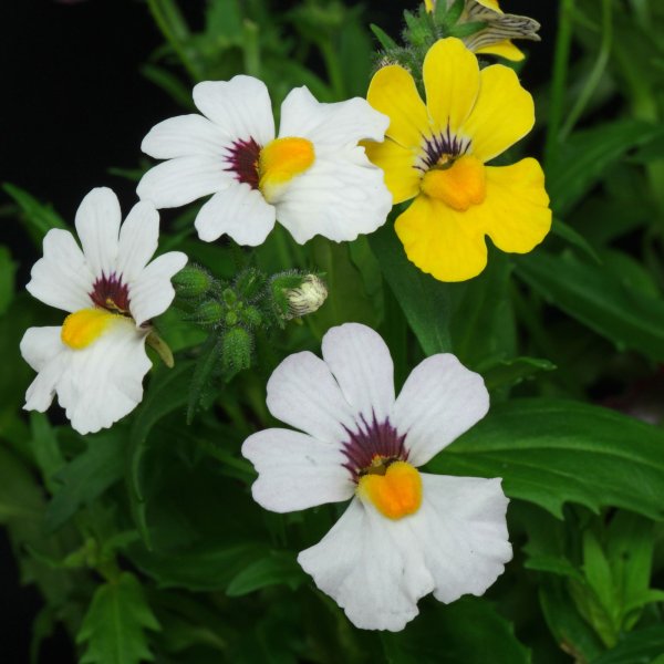 Немезия зобовидная Триумф