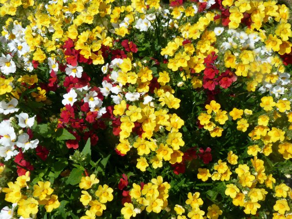 Немезия пышноцветущая