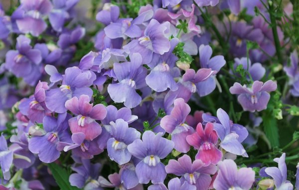 Немезия гибридная