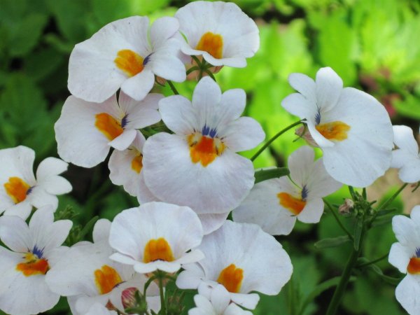 Немезия гибридная