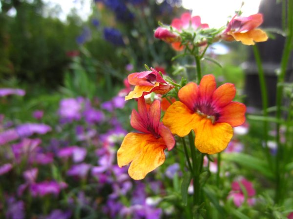 Немезия гибридная