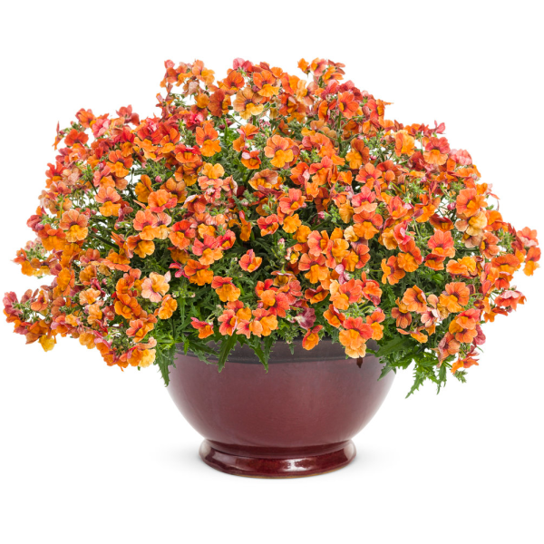 Немезия Sunsatia Plus Blood Orange