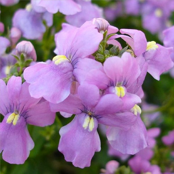 Немезия зобовидная