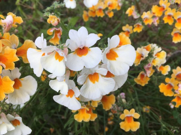 Немезия мантия короля