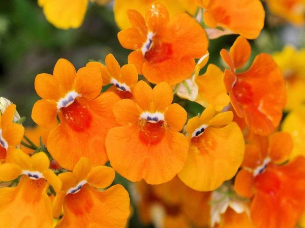 Немезия цветок