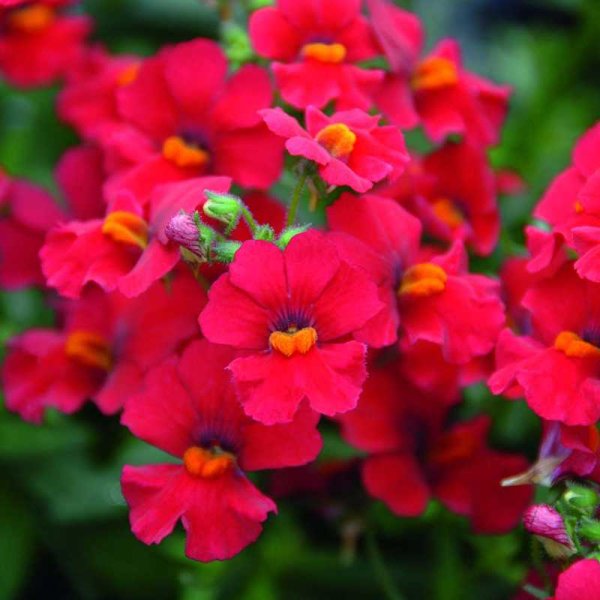 Немезия ампельная