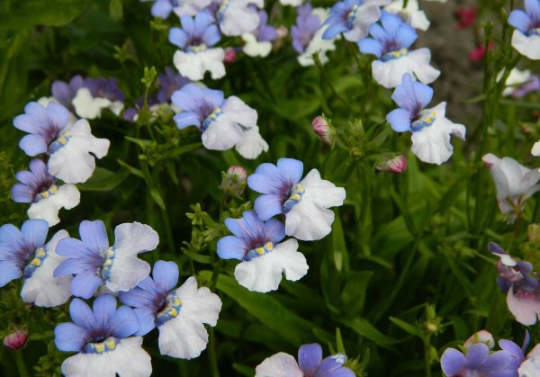 Немезия пышноцветущая