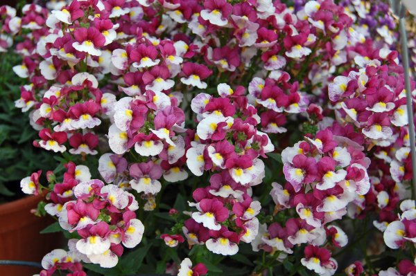 Немезия мантия кардинала