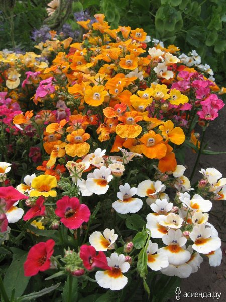 Немезия мантия короля