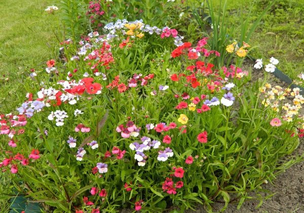 Немезия зобовидная Звездный путь