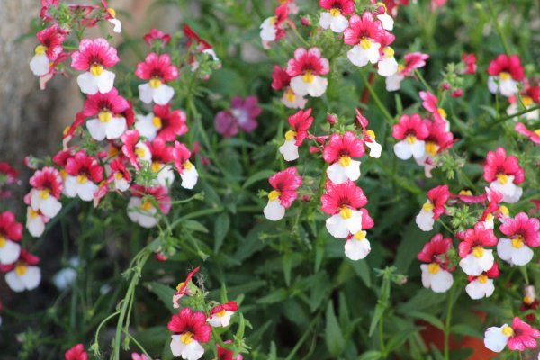 Немезия зобовидная мантия кардинала