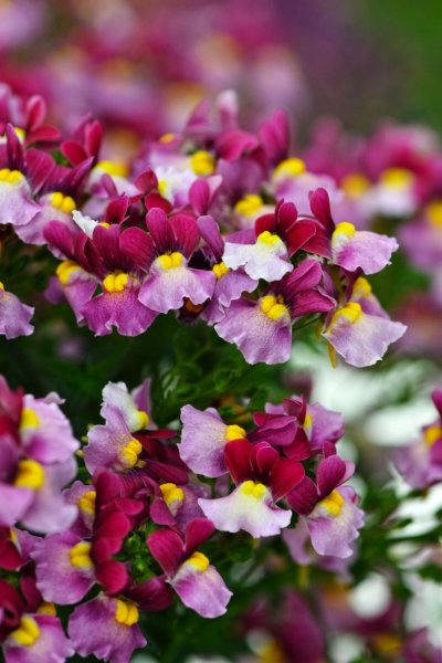 Немезия мантия кардинала