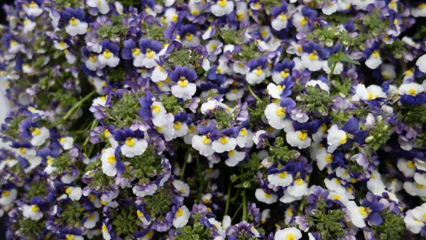 Немезия мантия короля