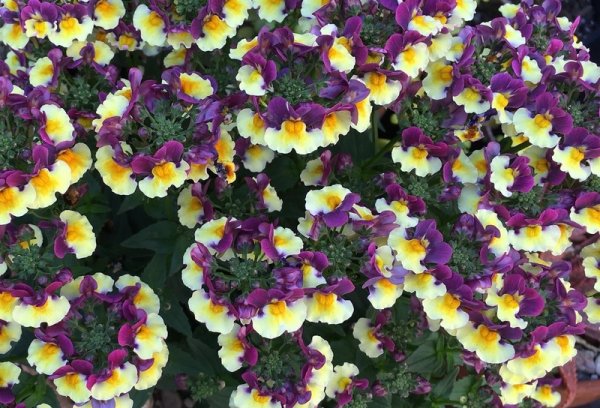 Немезия Макарена