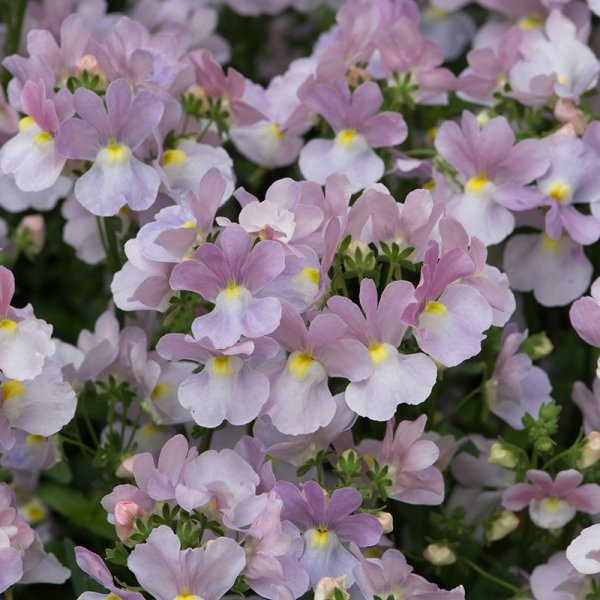 Немезия вегетативная