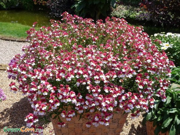 Семена немезия Макарена