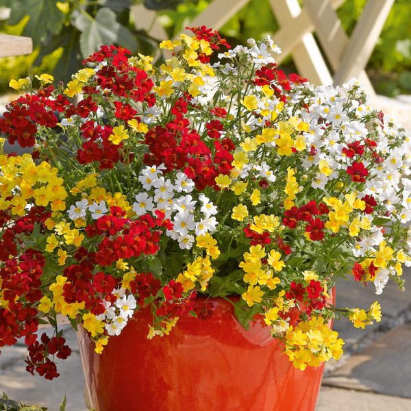 Биденс ферулелистная