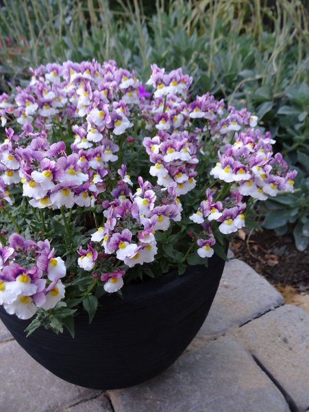 Немезия ампельная