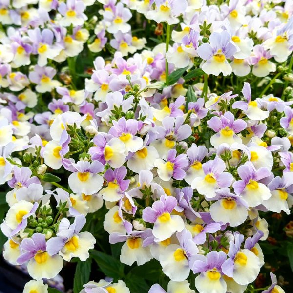 Немезия мантия кардинала