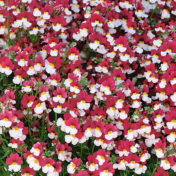 Немезия мантия кардинала