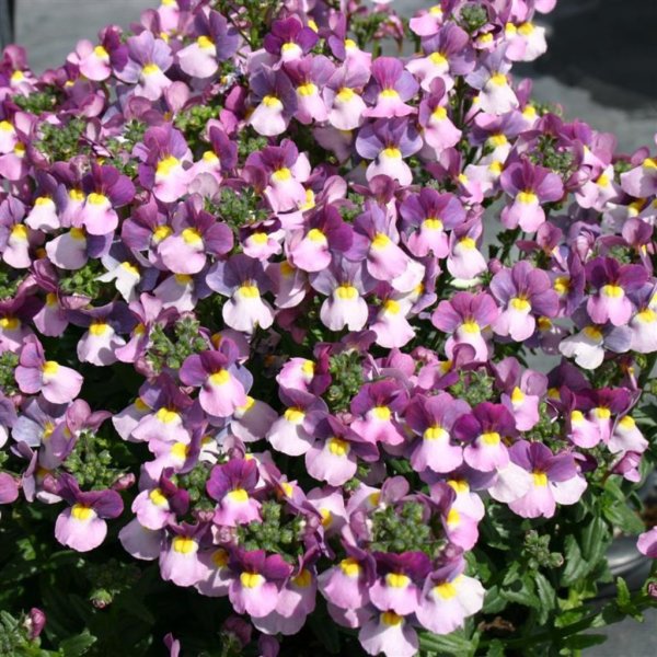 Немезия гибридная