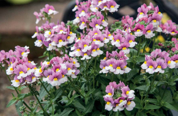 Немезия Поэтри микс