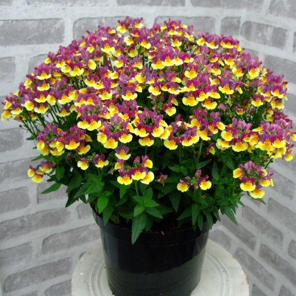 Немезии цветок