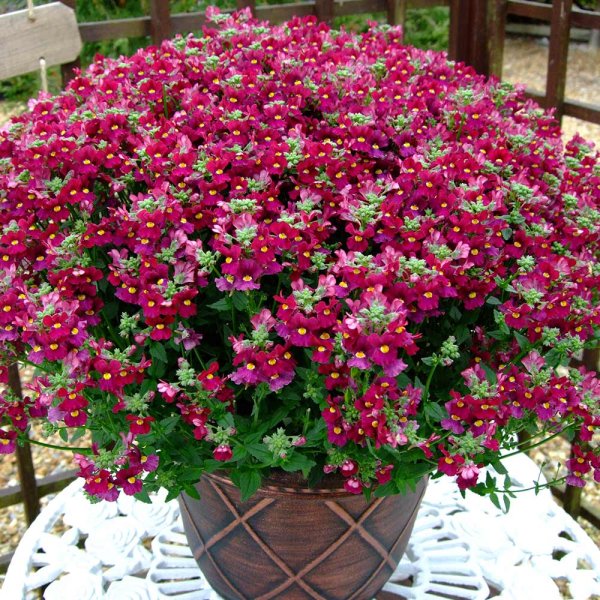 Диасция ампельная