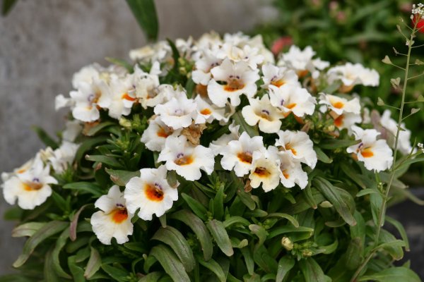 Красивоцветущие летники