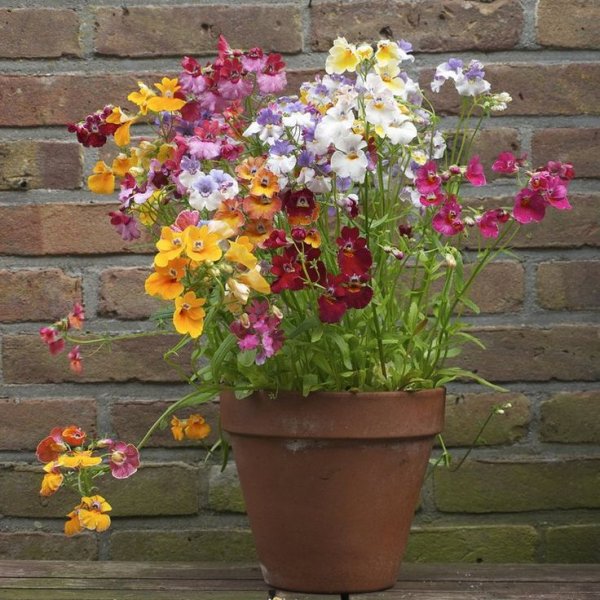 Немезия зобовидная Триумф