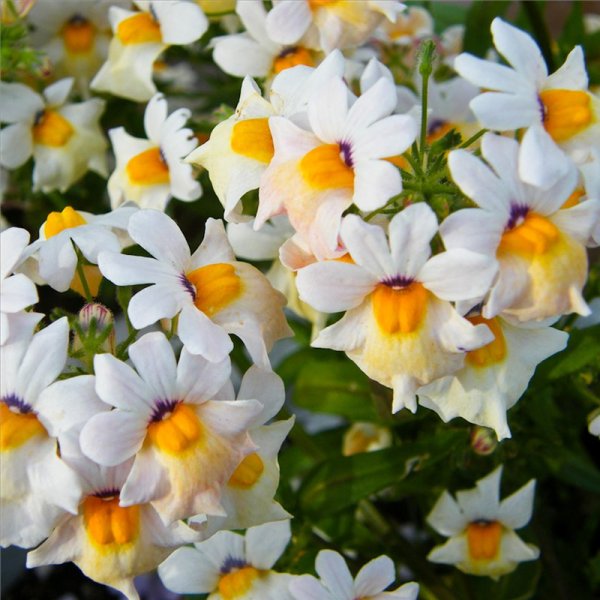 Немезия гибридная