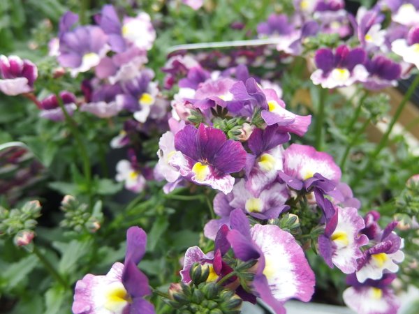 Немезия пышноцветущая