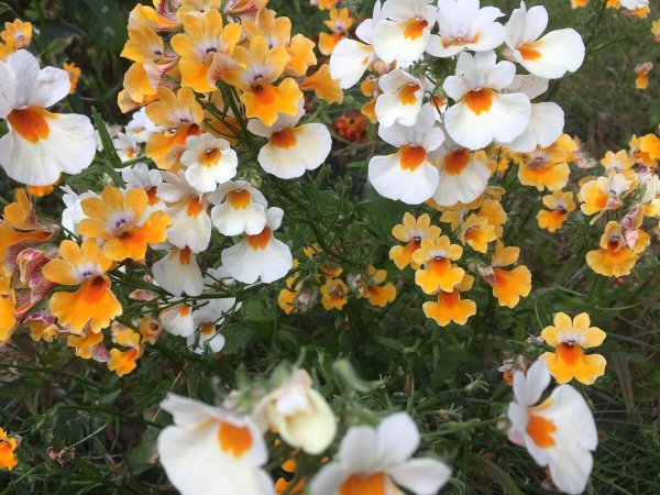 Немезия чаровница, смесь