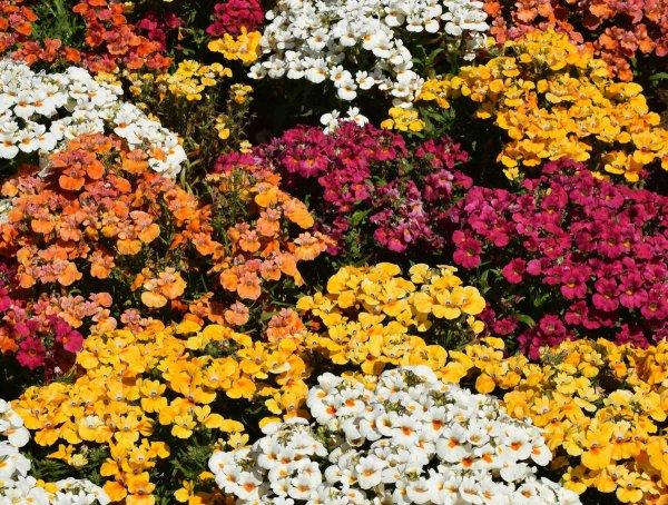 Немезия Триумф смесь