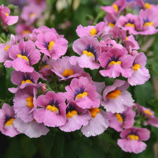 Немезия Sunsatia