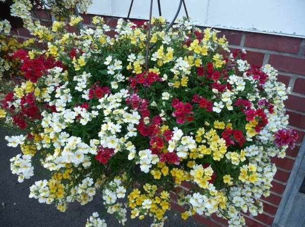 Немезия ампельная семена