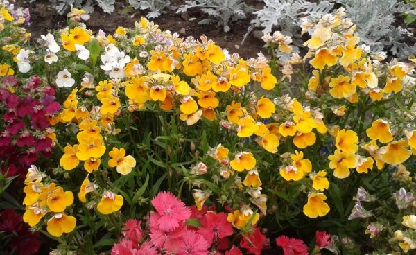 Немезия зобовидная