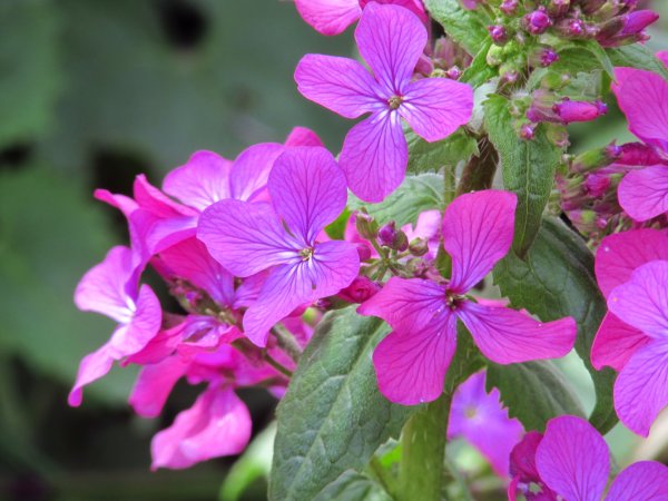 Лунария Лунник цветок