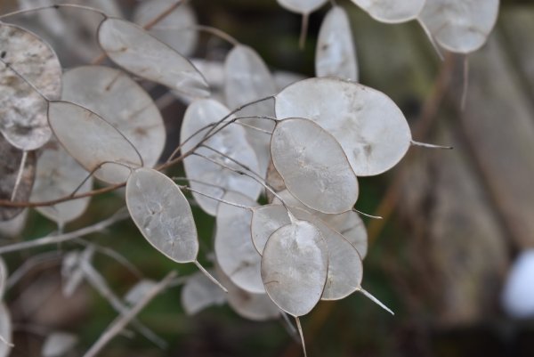 Лунария Лунник