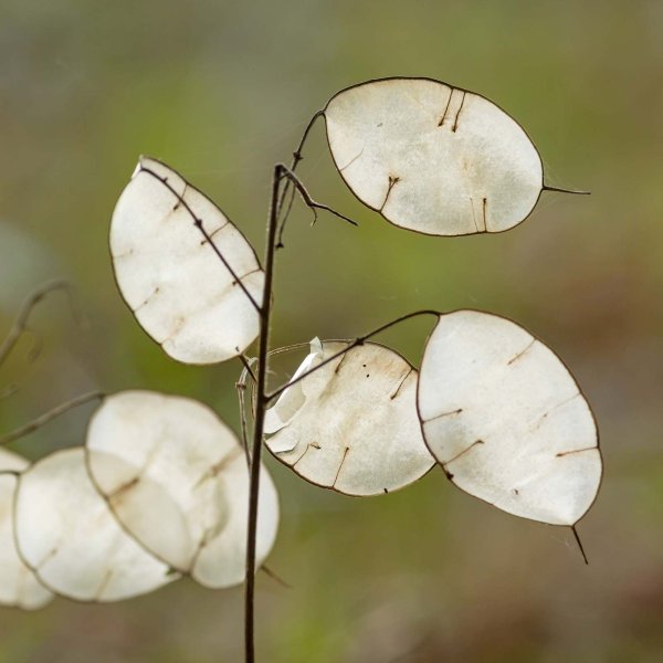 Крестоцветная Лунария