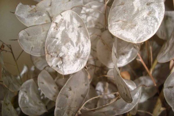 Лунник (Lunaria)