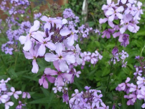 Лунария Лунник