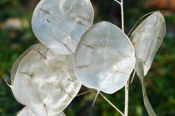 Лунария однолетняя